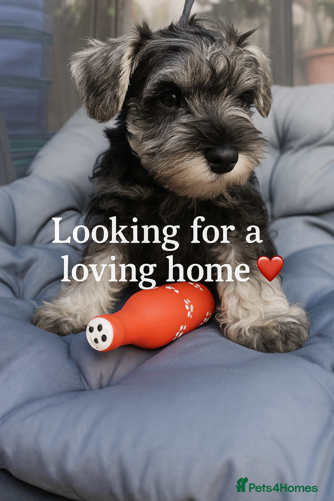 Miniature Schnauzer dogs for sale: Last girl left KC register - Image 1