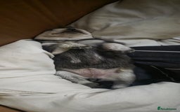 Mixed Breed dogs for sale: Chowski pups for sale - Image 19