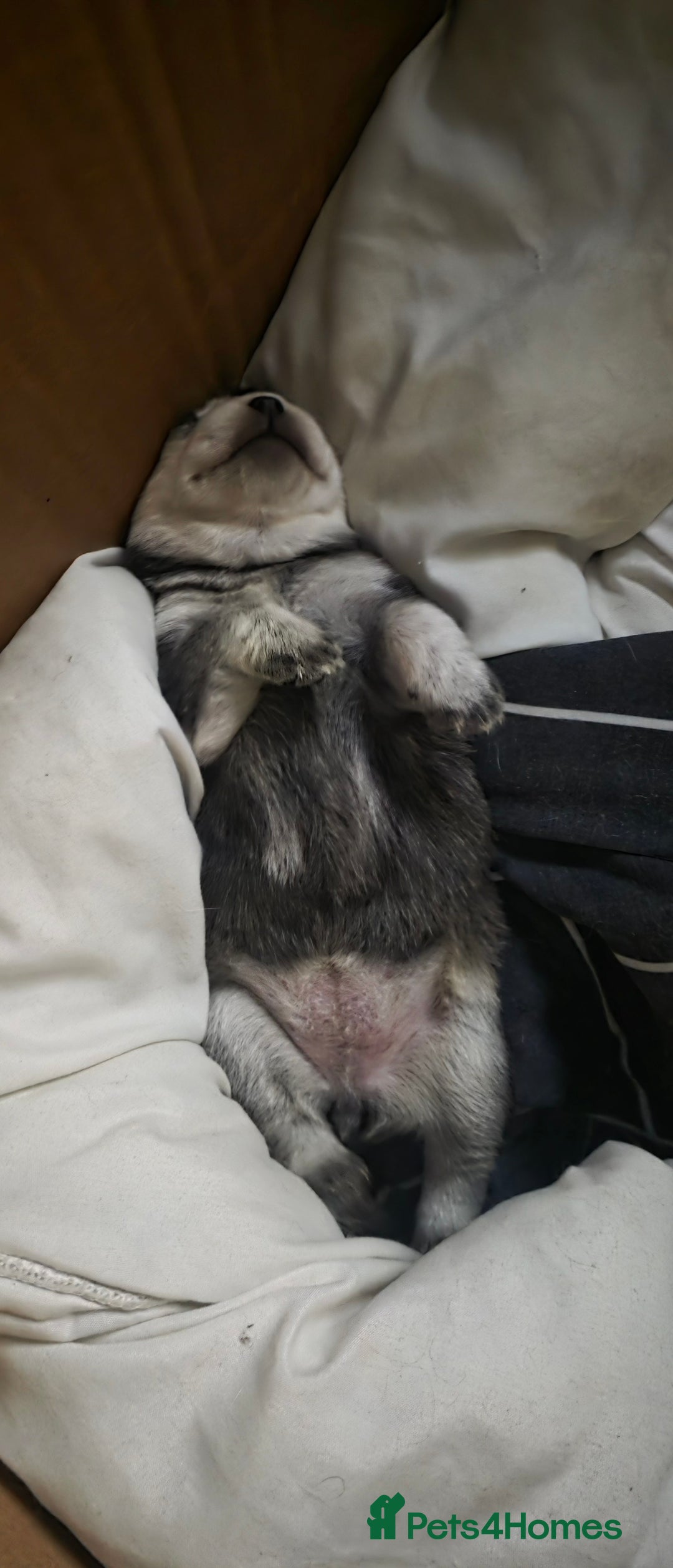 Mixed Breed dogs for sale: Chowski pups for sale - Image 19