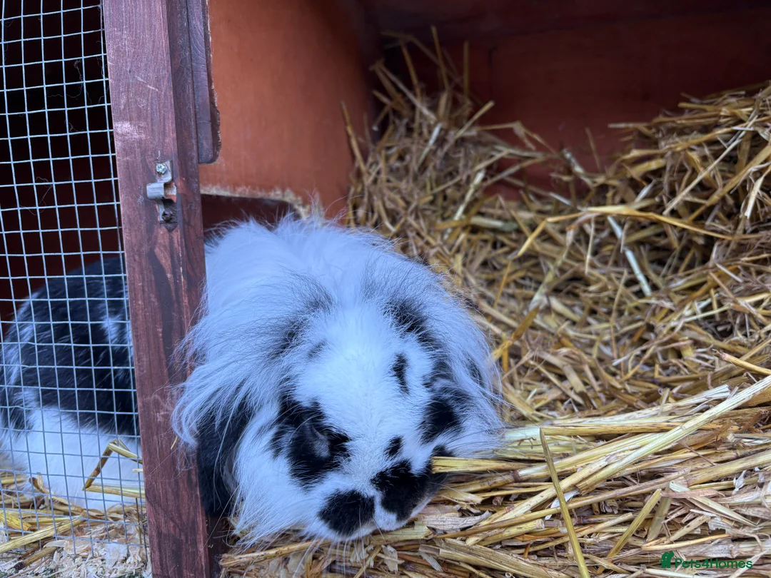 Mini Lion Lop rabbits for sale: Lionhead lion male  - Advert 4