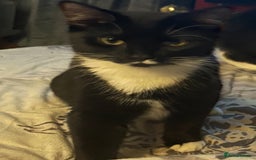 Domestic Shorthair cats for sale: TUX KITTEN  - Advert 2
