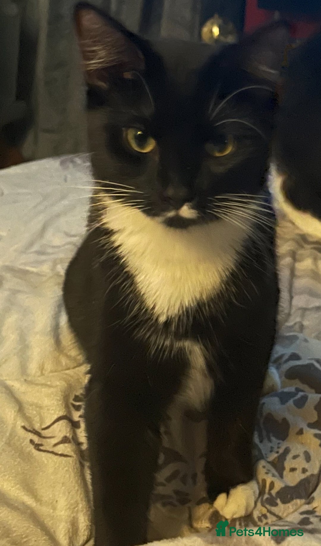 Domestic Shorthair cats for sale: TUX KITTEN  - Advert 2