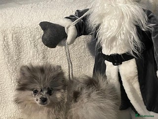 Pomeranian dogs Adorable bear faced fluffy black/choco Pomeranians - Advert 12