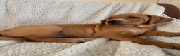 Mixed Breed dogs for sale: Beautiful Vizlador puppies. (Fox Red Lab x Vizsla - Advert 25