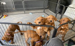 Labrador Retriever dogs for sale: Outstanding dark fox red Lab pups from FTCH lines - Image 6