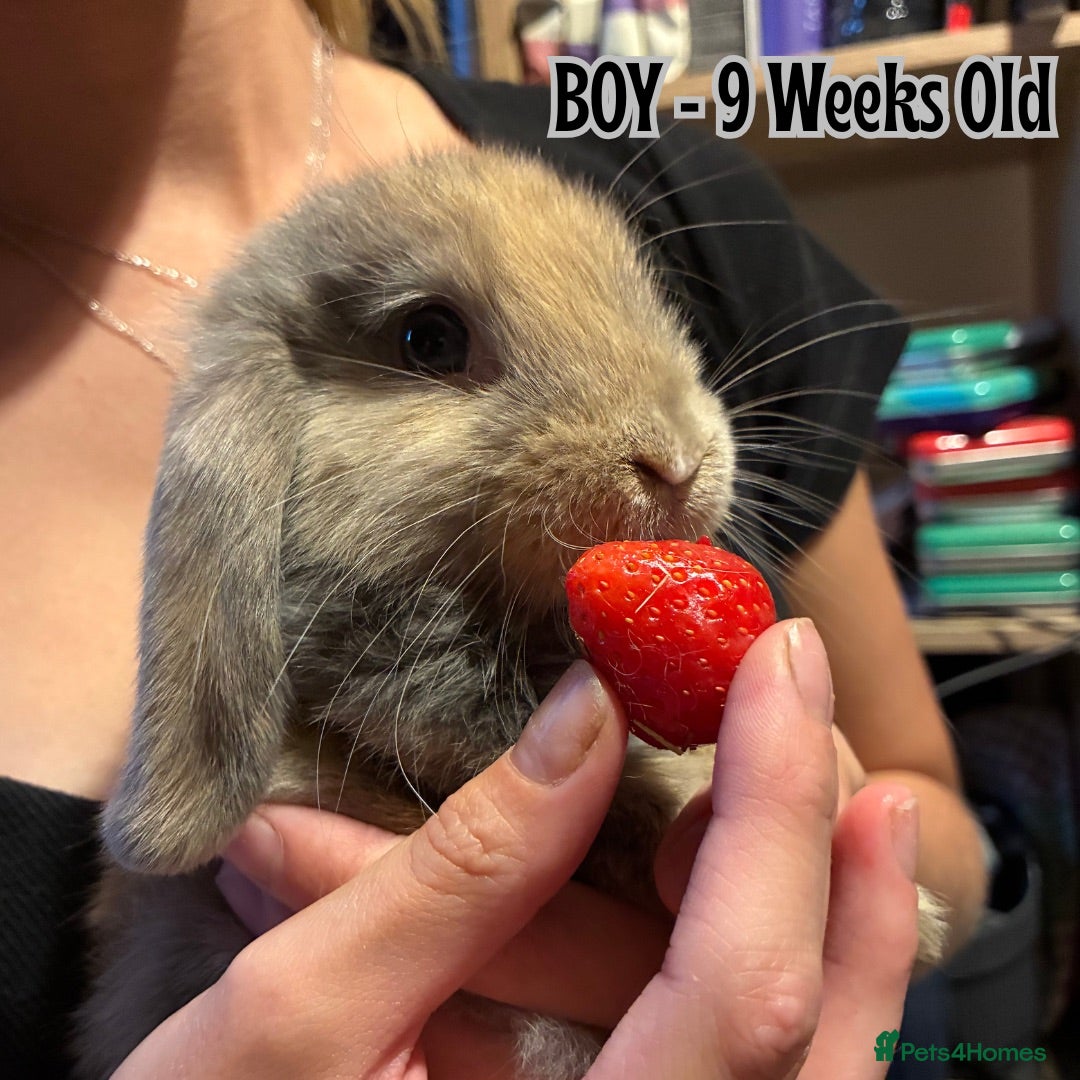 Mini Lop rabbits Two 9-week-old rabbits (Must go together) - Advert 20