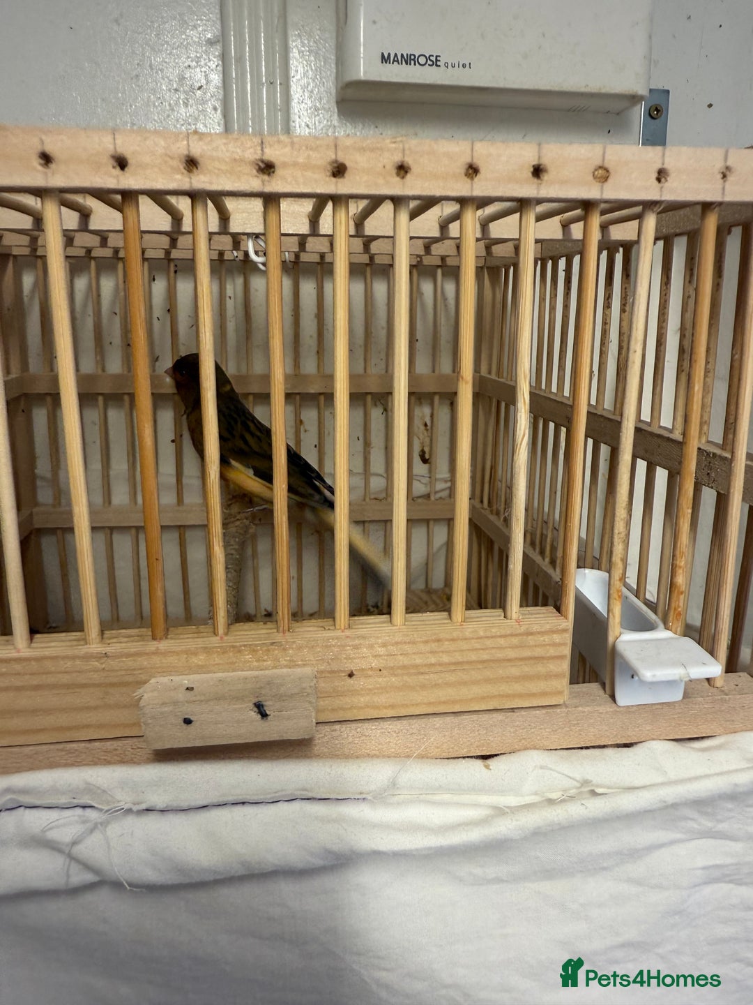 Canaries birds for sale: Canary and lovebirds  - Image 6