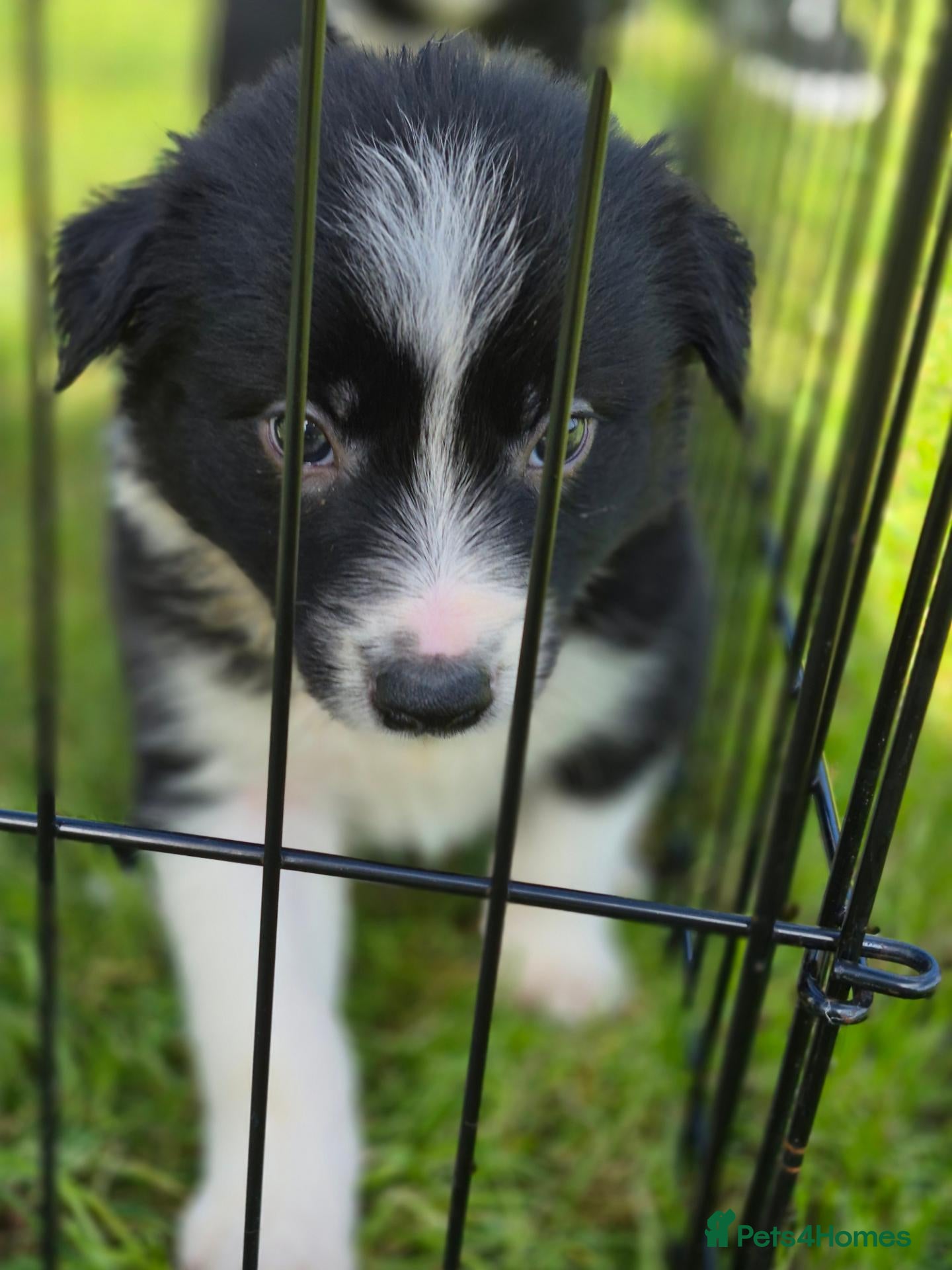 Border Collie dogs Stunning border collie pups - Advert 10
