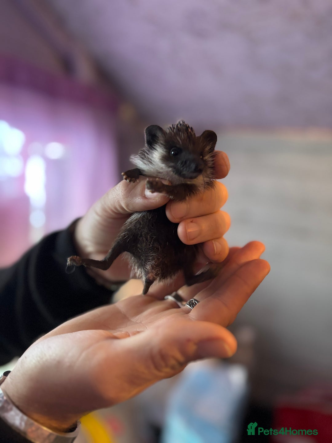 Pygmy Hedgehog rodents for sale: ***African black Pygmy hogs!*** - Image 7