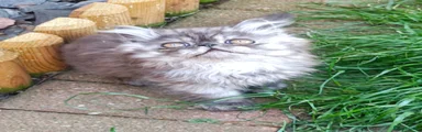 Persian 4