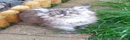 Persian cats for sale: Pure Persian long hair kitten  - Advert 14