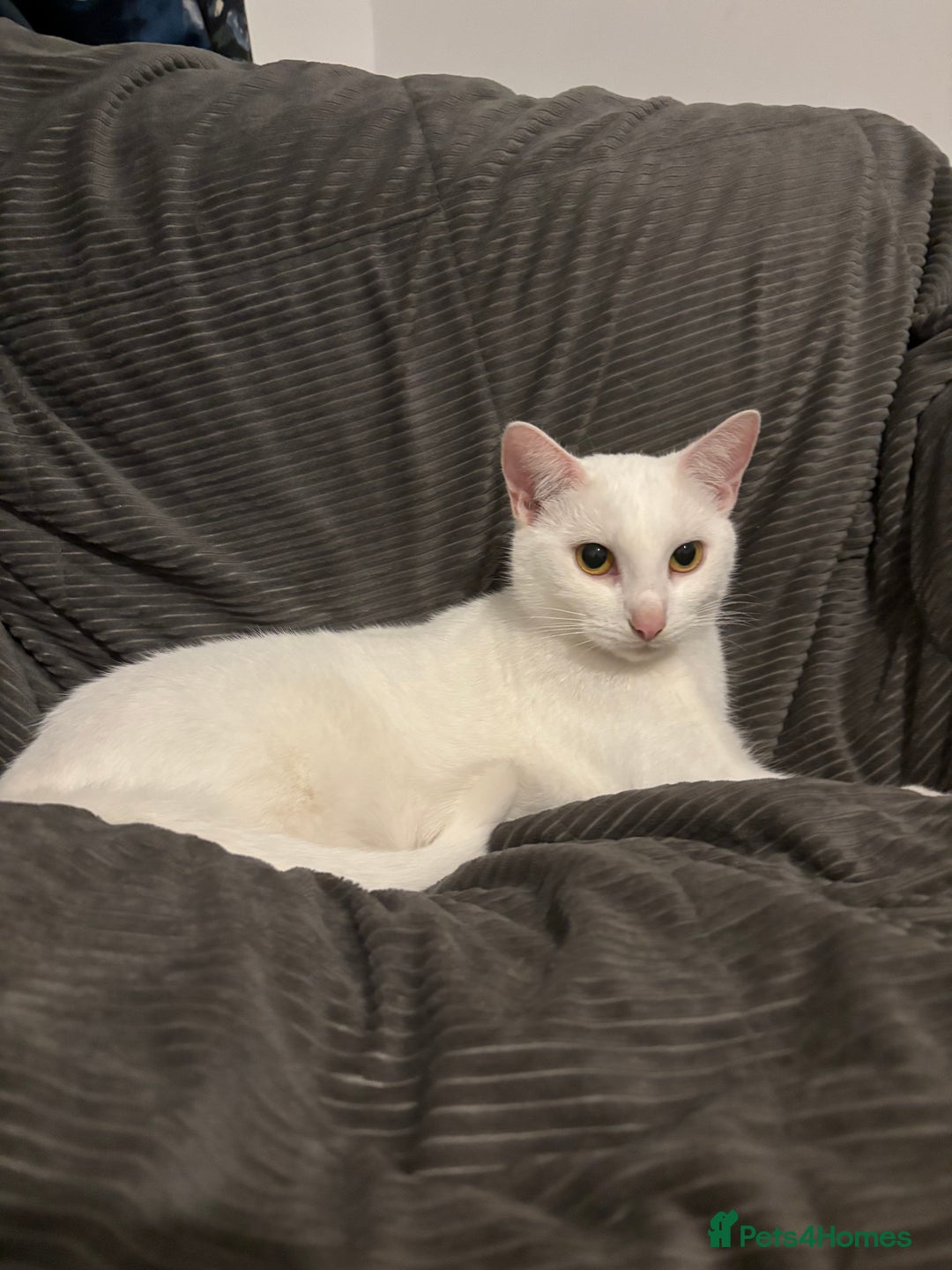 Domestic Shorthair cats for sale: Beautiful white cat  - Image 8