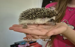 Pygmy Hedgehog rodents for sale: 2 x male pgymy hedgehogs  - Advert 2