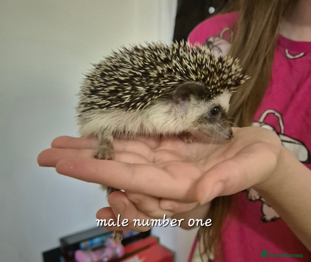 Pygmy Hedgehog rodents for sale: 2 x male pgymy hedgehogs  - Advert 2