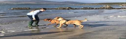 Labrador Retriever dogs for sale: Beautiful KC Labrador puppies - Advert 12
