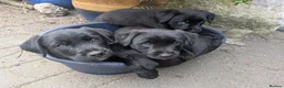 Mixed Breed dogs for sale: Beautiful Border Terrier X Puppies for sale.  - Advert 3