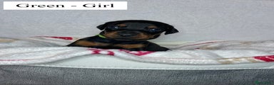 Green - Girl
