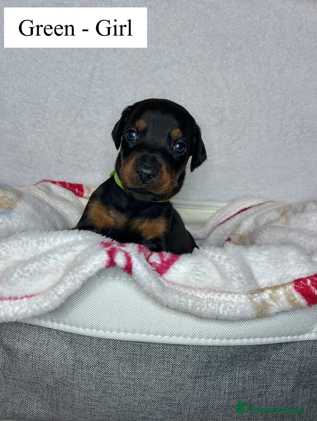 Dobermann dogs for sale: 🩶 Top quality KC registered Doberman puppies! 🩶 - Advert 3