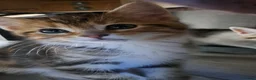 British Shorthair cats for sale: Stunning cross bread unique kitten ready for you. in Croydon - Advert 14