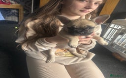 French Bulldog dogs for sale: French bulldog puppies - Image 13