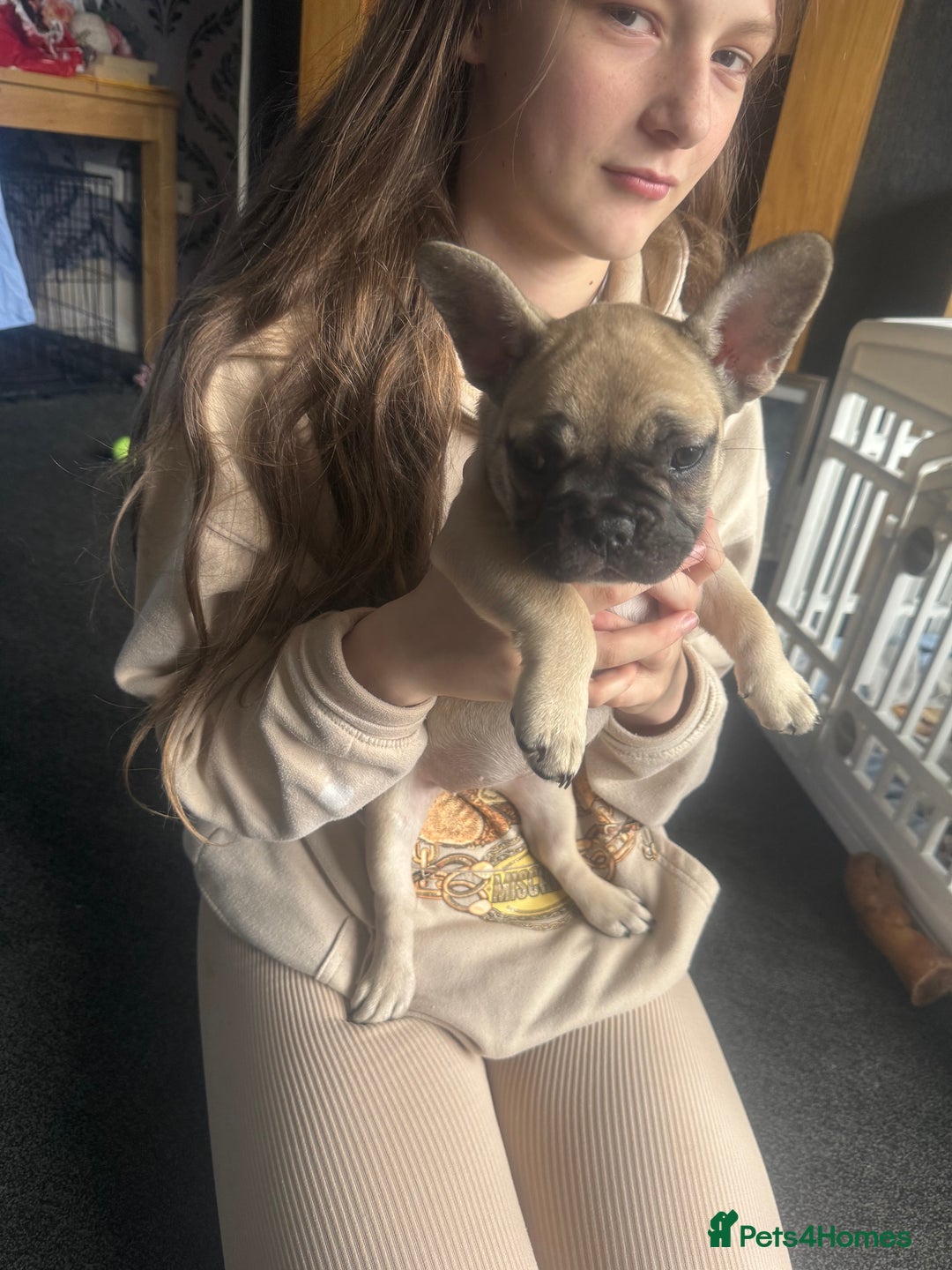 French Bulldog dogs for sale: French bulldog puppies - Image 13