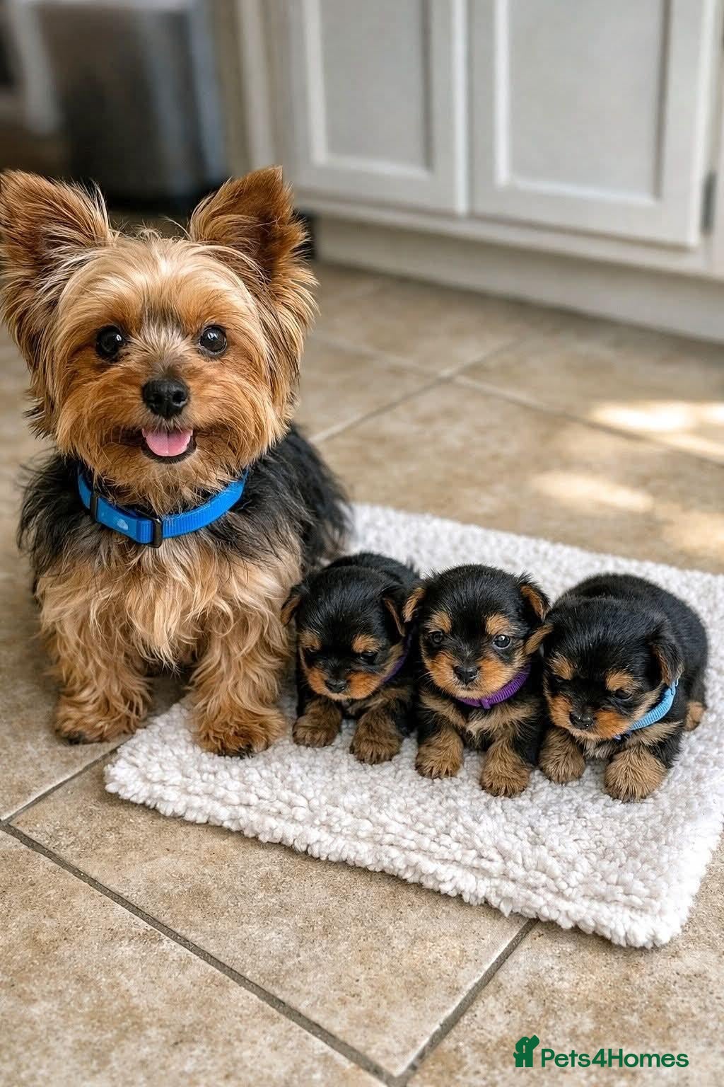 Yorkshire Terrier dogs Adorable Yorkie puppies  - Advert 13