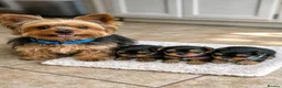 Yorkshire Terrier dogs for sale: Adorable Yorkie puppies  in London - Advert 1