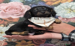 Dachshund dogs for sale: Miniature dachshund  - Image 7