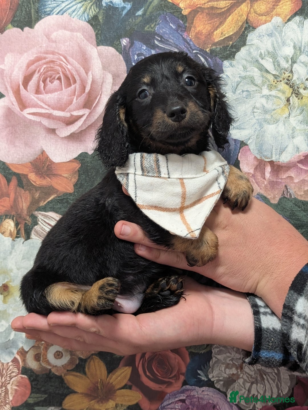 Dachshund dogs for sale: Miniature dachshund  - Image 7