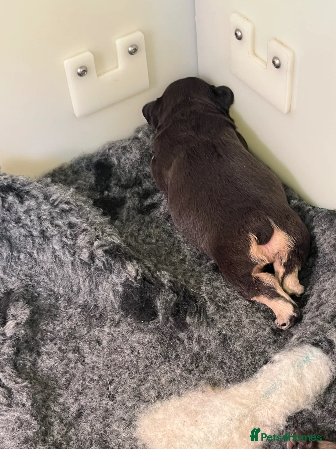 French Bulldog dogs for sale: French bulldog  - Advert 13