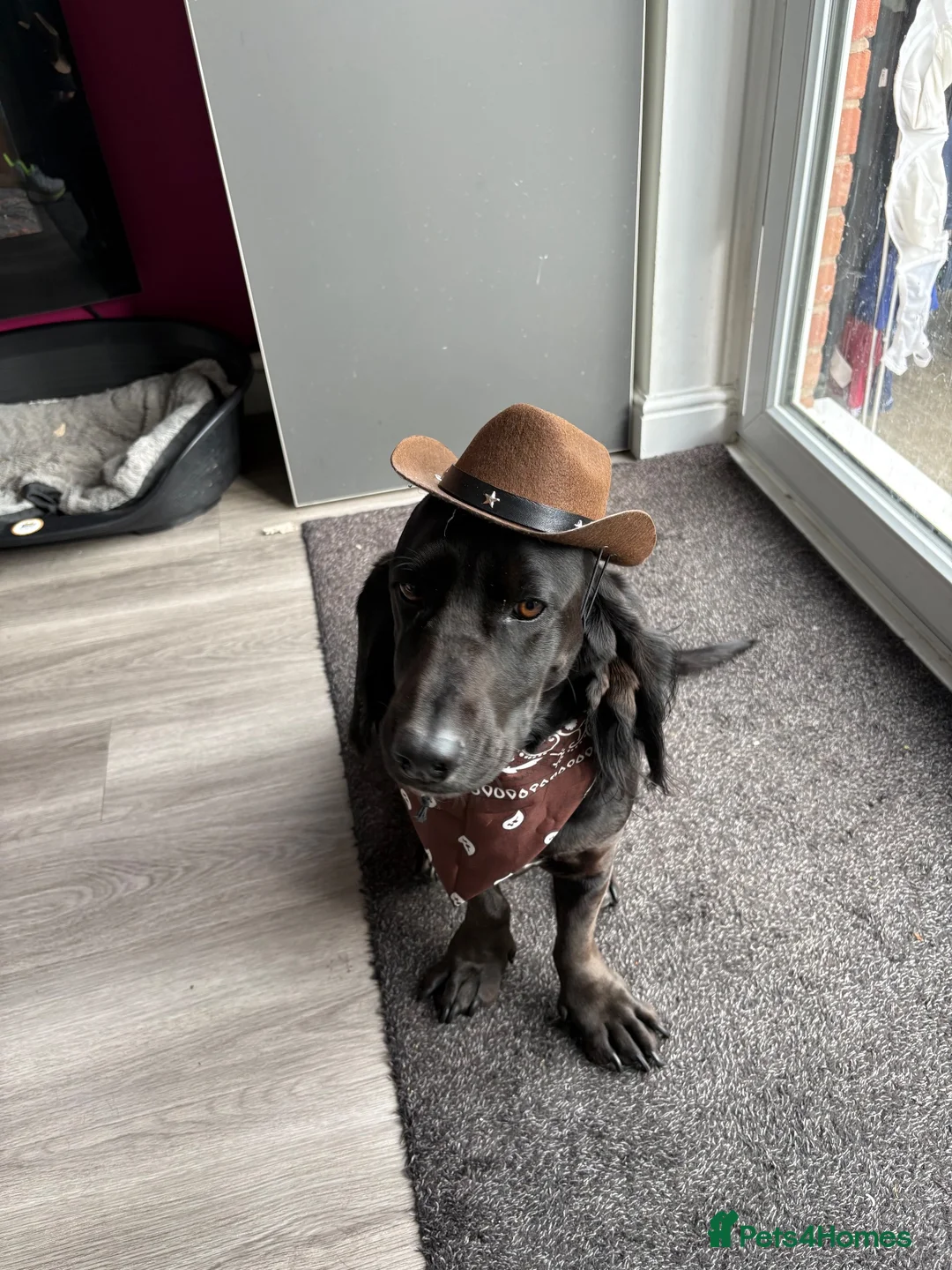 Mixed Breed dogs for sale: Happy, loving family dog in Chorley - Advert 1