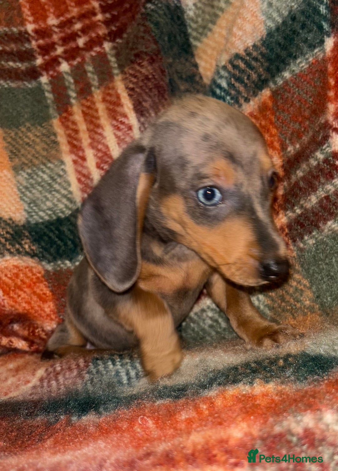 Miniature Dachshund dogs for sale: 🐶 beautiful tiny Dachshund puppies🐶 - Advert 21