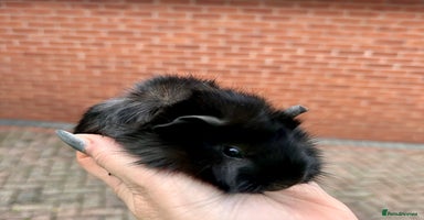 Guinea Pig rodents Gorgeous baby Guineapigs  - Advert 13