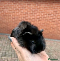 Guinea Pig rodents Gorgeous baby Guineapigs - Advert 3