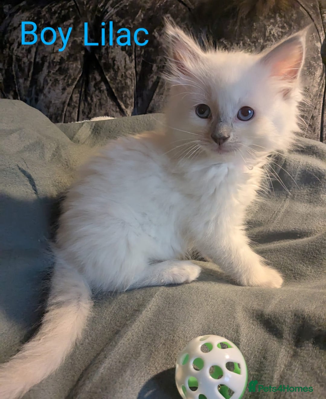 Ragdoll cats for sale: 💕💛GCCF Registered 💛💕Pedigree Ragdoll kittens - Image 15