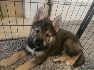 Mixed Breed dogs Husky × German Shepherd / Malamute Puppies - Advert 1