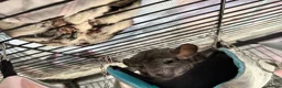 Chinchilla rodents for sale: Looking to rehome my beloved chinchilla girls - Advert 9