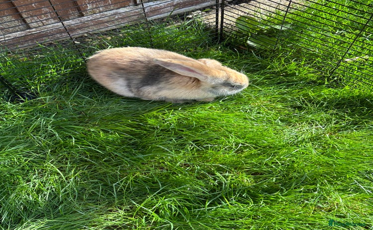 French Lop rabbits - Advert 13