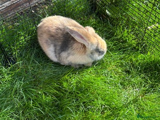 French Lop rabbits - Advert 11