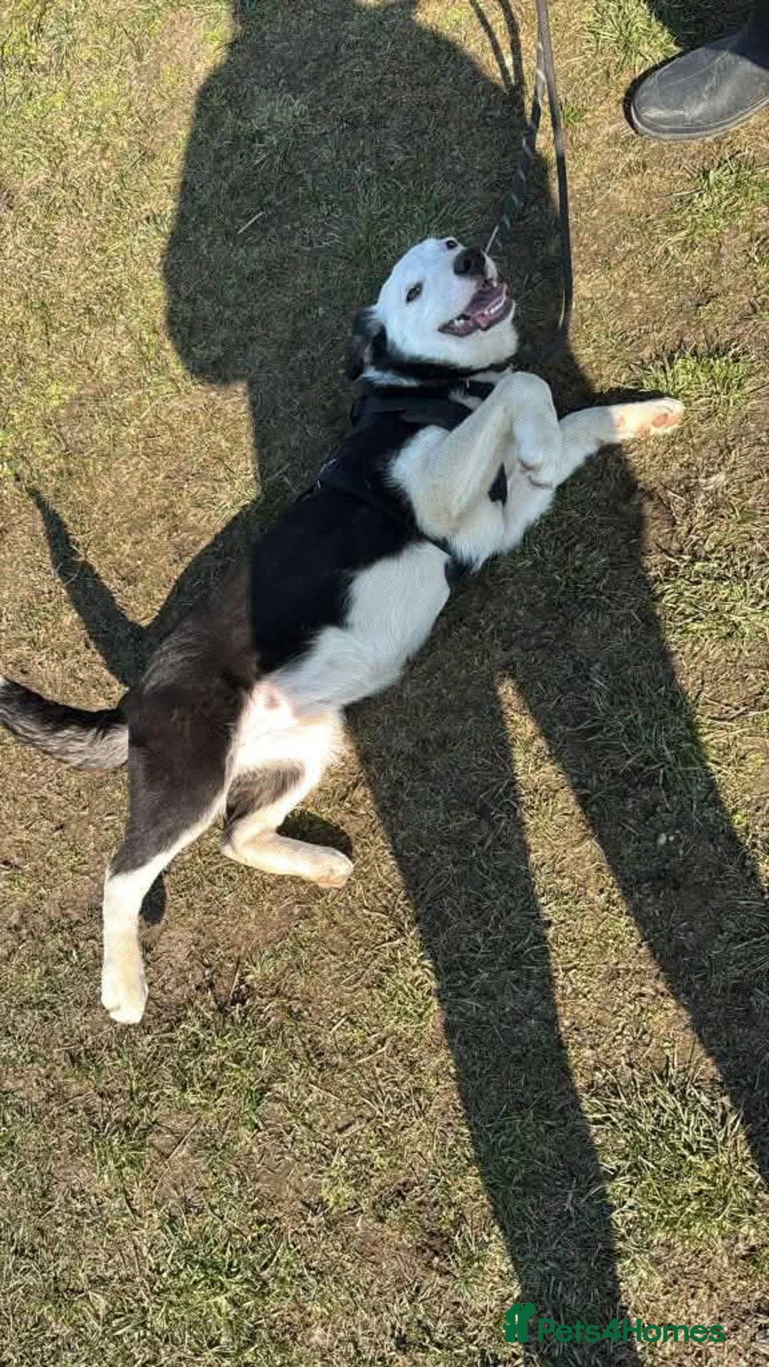 Mixed Breed dogs for adoption: Meet Avanna, currently residing in Cheshire  - Advert 7