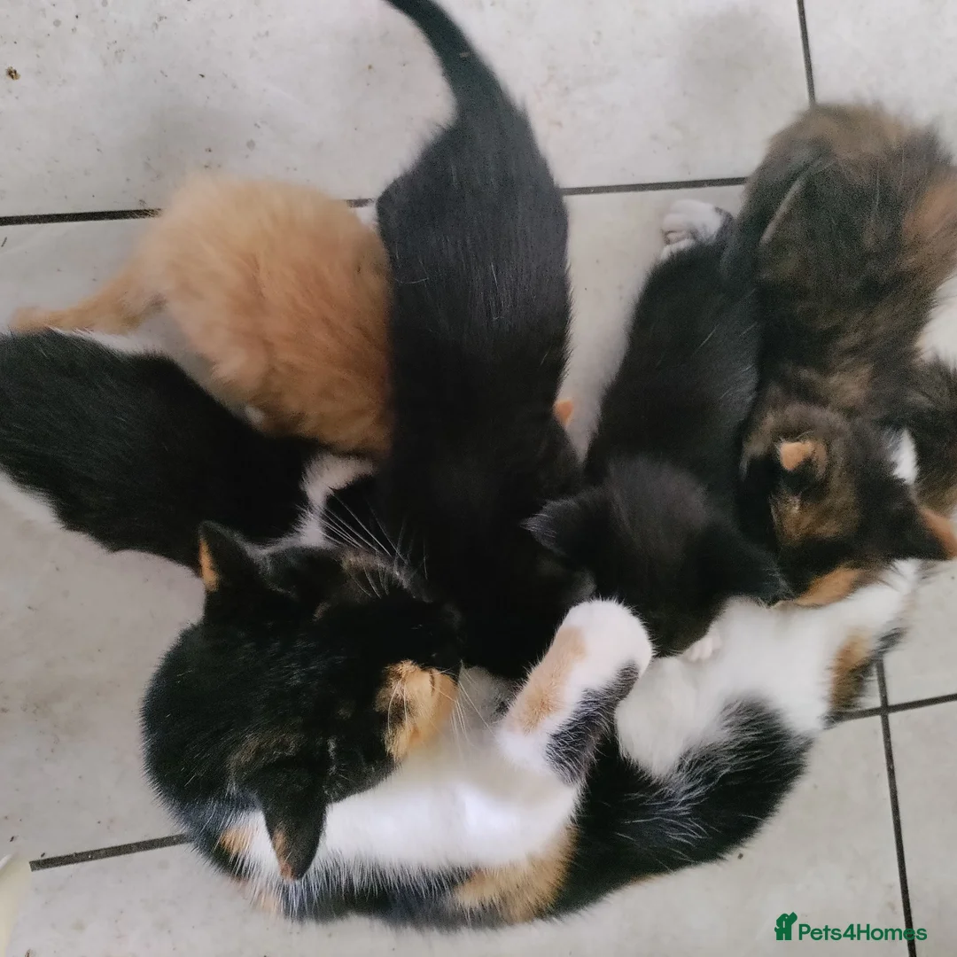 Mixed Breed cats for sale: 4 beautiful 5 week old kittens - Advert 2