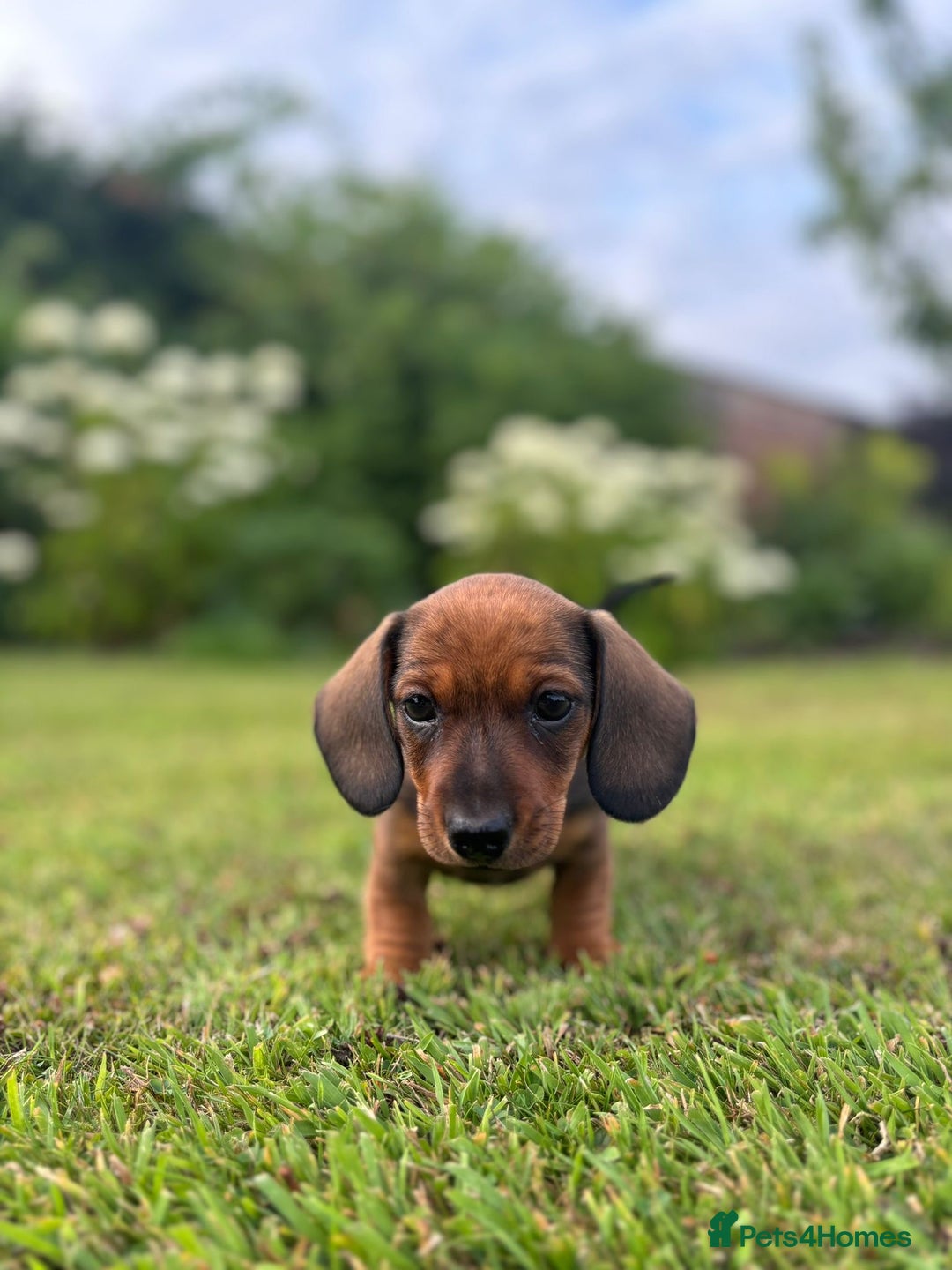 Miniature Dachshund dogs for sale: Beautiful short haired miniature dachshunds in Melton Mowbray - Image 6