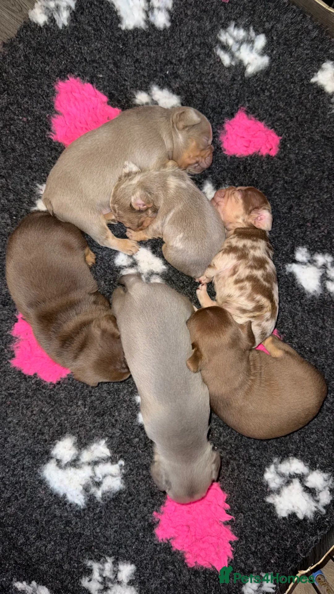 French Bulldog dogs for sale: Luxury French Bulldogs - Advert 1