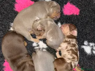 French Bulldog dogs Luxury French Bulldogs - Advert 2