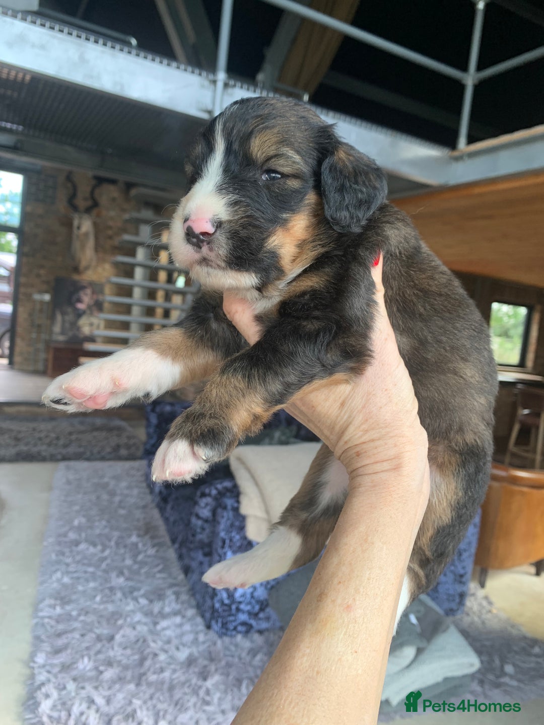 Bernedoodle dogs for sale: F1 Standard Bernedoodle Puppies LN8 - Image 13
