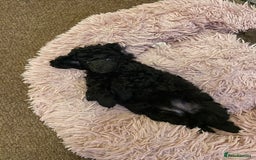 Toy Poodle dogs for sale: Gorgeous KC Toy Poodle Puppies 1 Boy Available - Image 20