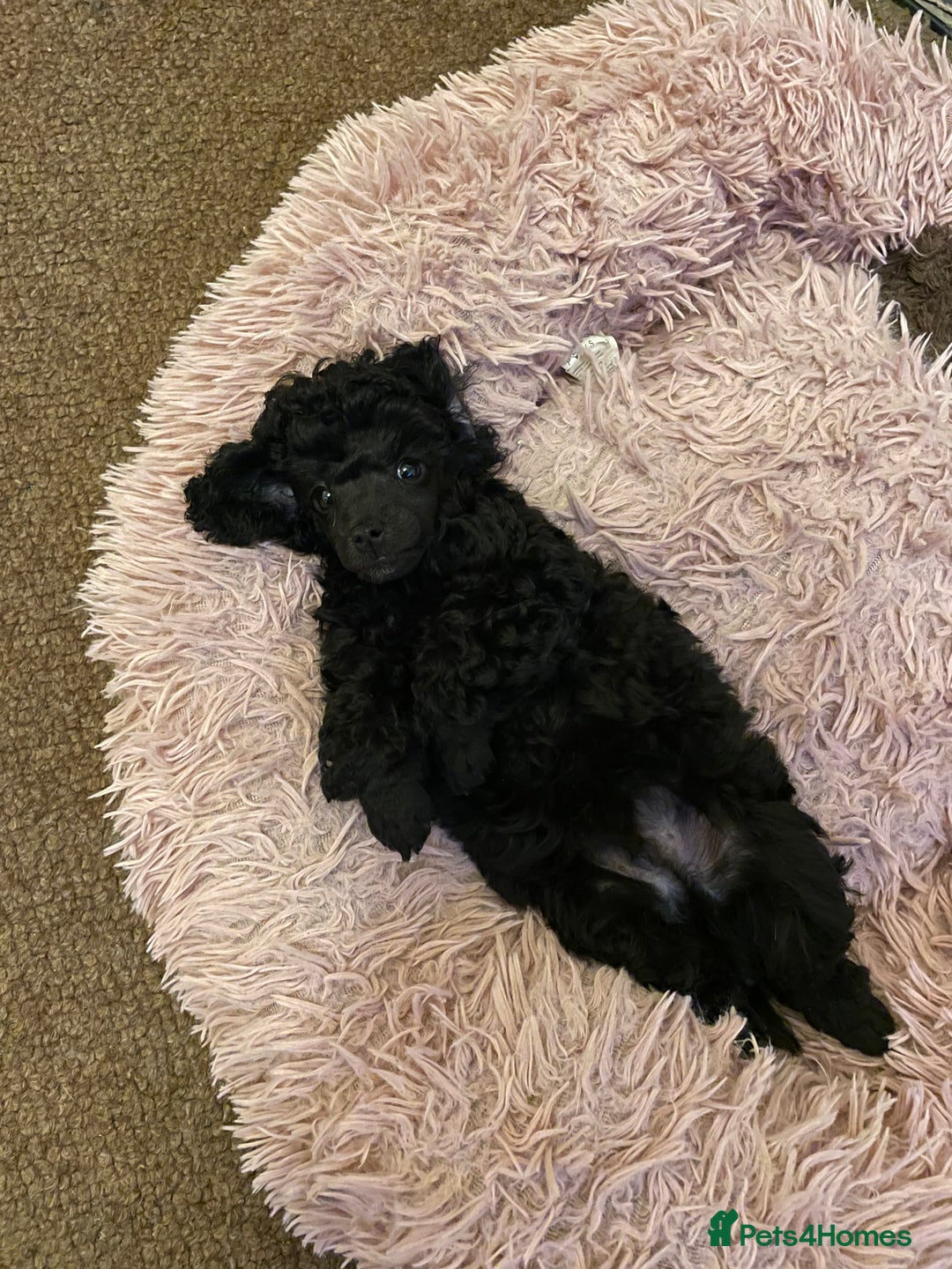 Toy Poodle dogs for sale: Gorgeous KC Toy Poodle Puppies 1 Boy Available - Image 20
