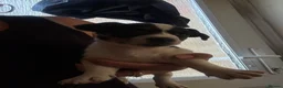 Jack Russell dogs for sale: 8 tradational Jack Russell puppys  - Advert 22