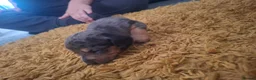 Miniature Dachshund dogs for sale: Minature daschund - Advert 13