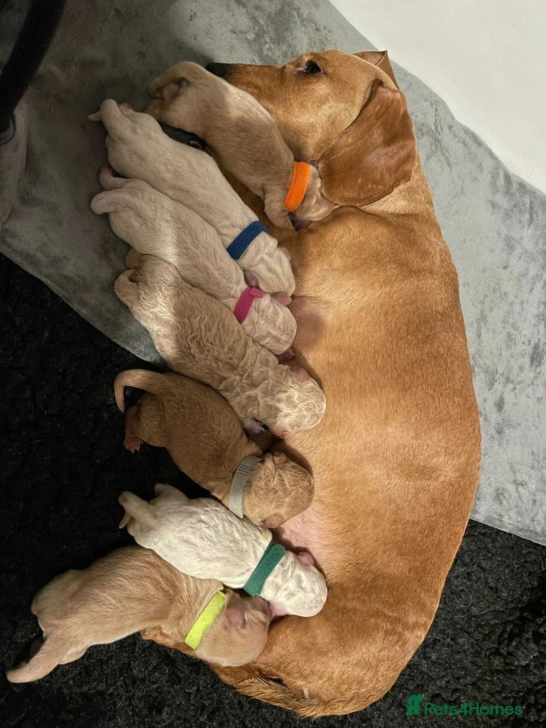 Miniature Dachshund dogs for stud: KC/PRA CLEAR SMALL MINI PROVEN DACHSHUND  in Manchester - Advert 12